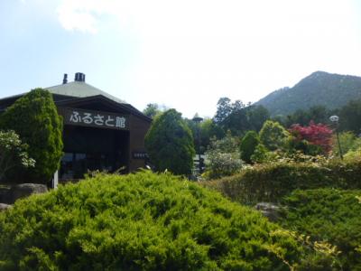 近江富士花緑公園のシャクナゲ