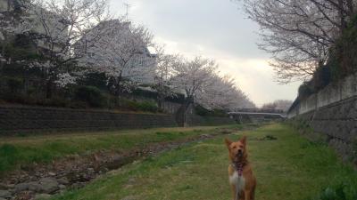 2013年3月23日：野川西之橋にも春が来ました