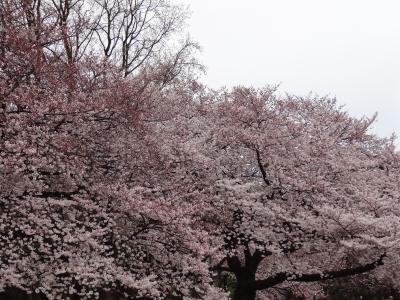 新宿御苑の花見