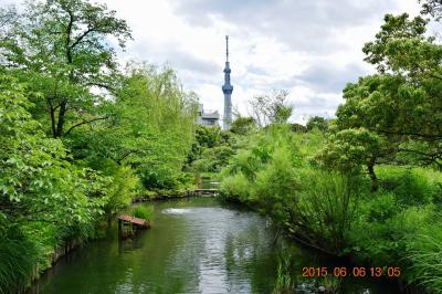 【東京散策30-2】紫陽花やたくさんの季節の花が咲く向島百花園