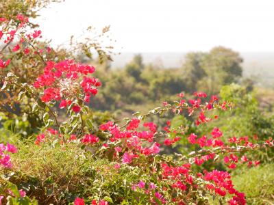 インレー湖お一人様、サイクリングで出会える美しい花、花。