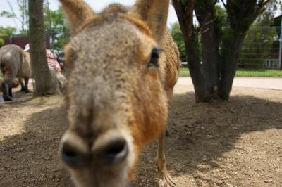 カピバラさんと遊ぼう