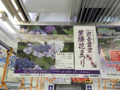 紫陽花まつり ～ 宗吾霊堂