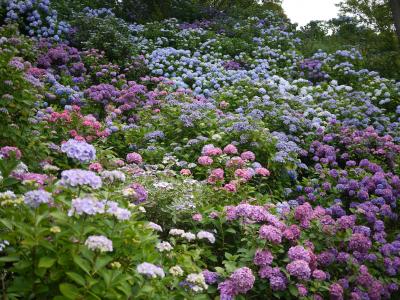 海と、山一面の紫陽花にほっこりと ～伊豆・下田公園～