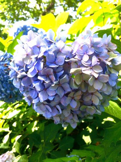 ハート型の紫陽花!?　飛鳥山公園の紫陽花と文化歴史を巡る　駅からハイキング