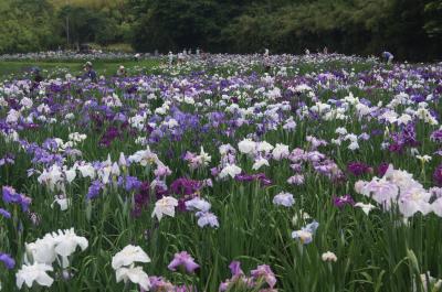 神楽女湖の花菖蒲