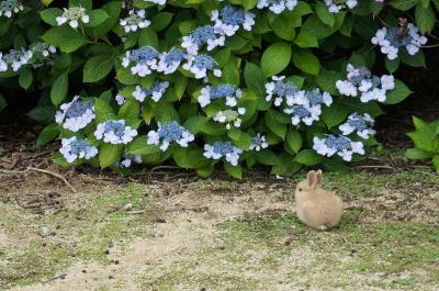 広島日帰り旅行　☆　大久野島でうさぎさんと戯れる旅♪