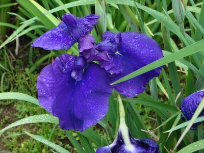 水郷の街・佐原散策～花菖蒲、あやめづくしバスツアー