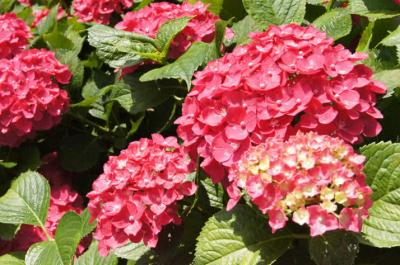 雨上がりの紫陽花！　今年は昼間の三室戸寺