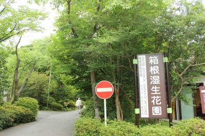 梅雨に潤う箱根湿生花園