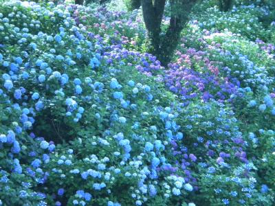 下田公園の紫陽花最高！！