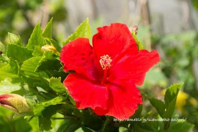 那覇と石垣、おきなわ旅