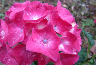 2015梅雨、尾張の紫陽花：三好公園(2/8)：三好池、周回道路のアジサイ、トウネズミモチ