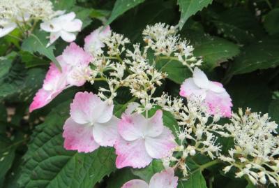 2015梅雨、尾張の紫陽花：三好公園(4/8)：三好池、周回道路のアジサイ、栗の花