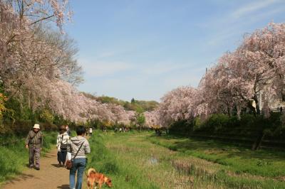 2014年4月12日：野川沿いを散策、武蔵野公園の紅枝垂れ桜