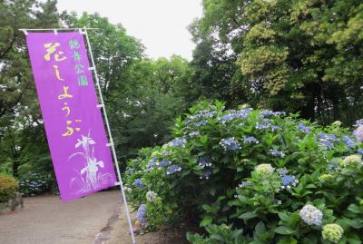 2015梅雨、尾張の紫陽花：鶴舞公園(1/6)：鶴舞公園噴水塔、あじさいの散歩道、アジサイ