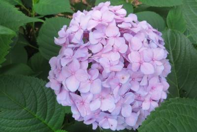 2015梅雨、尾張の紫陽花：鶴舞公園(2/6)：あじさいの散歩道、手毬咲アジサイ、額アジサイ