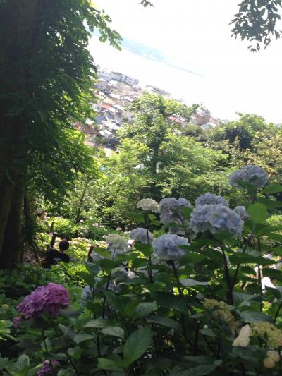 鎌倉あじさいの旅④長谷寺編