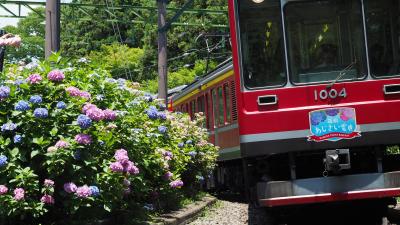 箱根あじさい電車でゆく 阿弥陀寺・箱根湯寮日帰り温泉の旅