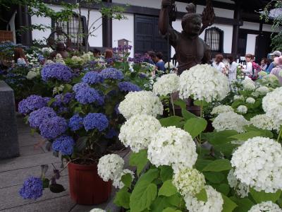 鎌倉で紫陽花