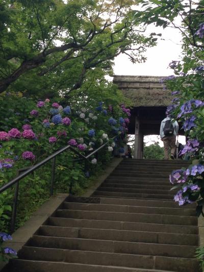 鎌倉あじさいの旅②東慶寺編