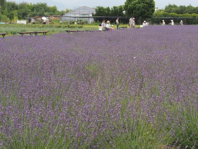 ラベンダーの和泉リサイクル環境公園へ