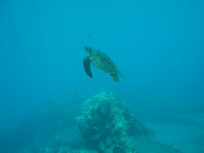 マウイ島 ダイビング に関する旅行記 ブログ フォートラベル ハワイ Maui Island