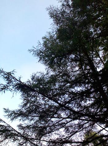 日の出は林の合間から覗き見る 　週末別荘ライフ＠信州野尻湖　2015　6月　9