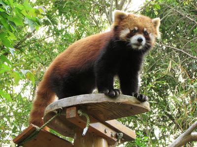 四国動物園巡礼？の旅《5》 わんぱーくとのいち動物公園