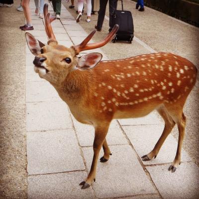 2015☆6月 今、ふたたびの奈良へ 