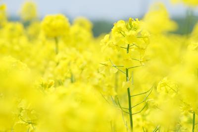 菜の花で癒され、マルトマ食堂で満たされ、新千歳空港で飛行機みて興奮した編