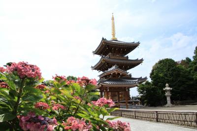 泉南市の長慶寺　あじさい