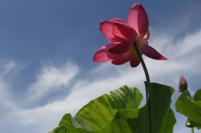 ハス花ネットスタンプラリー