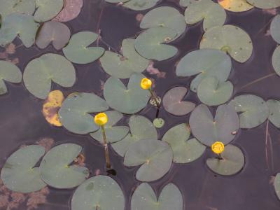 皇居東御苑 二の丸池　ヒメコウホネ（スイレン科）を見に行きました。