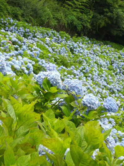 ６月あじさいめぐり　その２