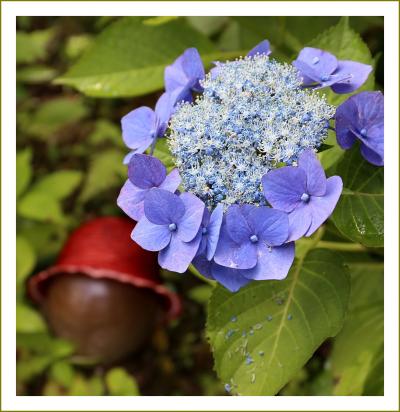 Solitary Journey［1609］100種類２万株の紫陽花が満開！金魚のハレマルくんもいました♪＜果子乃季あじさい祭＞山口県柳井市