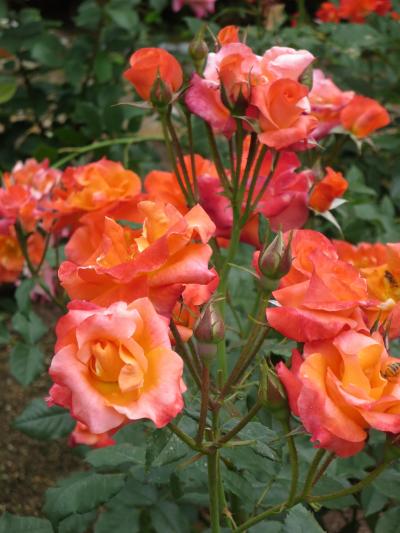 両親と行く霊山寺☆春は、ここのバラ園を見ないと、始まらない？！(^O^)