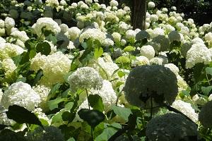 花野辺の里 紫陽花 2015