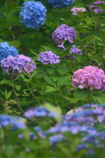 ６月最後の土曜日。　行っちゃいましたよ鎌倉へ　紫陽花巡りではありません。