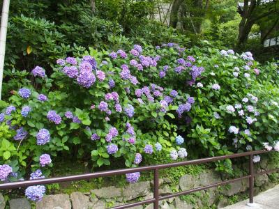 墨坂神社・長谷寺あじさい2015