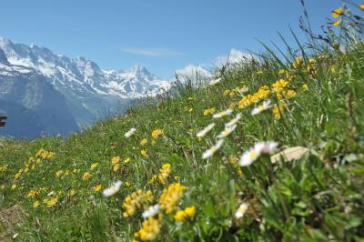 スイス花とハイキングの旅シーニゲブラッテ３