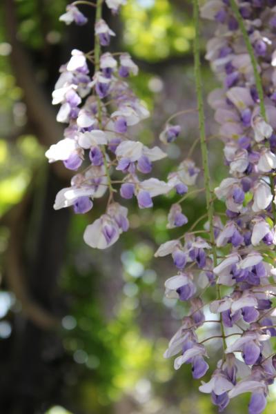 藤揺れて・・・