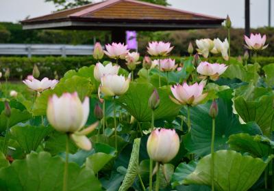 栃木県にも古代蓮が咲いていた！