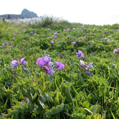 初夏の佐渡島へ