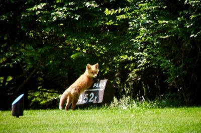 ゴルフ場は野生動物の宝庫