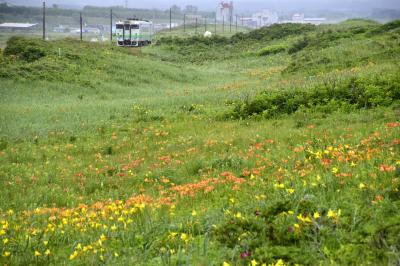 初夏の北海道、道東地方を巡る旅 ～オホーツク海周辺に咲き広がるエゾスカシユリやエゾキスゲを見に訪れてみた～