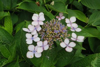 2015梅雨、尾張の紫陽花：荒子川公園(1/5)：西洋アジサイ、柏葉アジサイ、フサフジウツギ