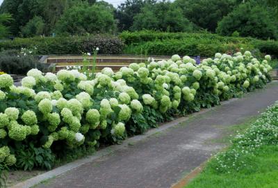 2015梅雨、尾張の紫陽花：荒子川公園(2/5)：額アジサイ、ベニガク、アナベル