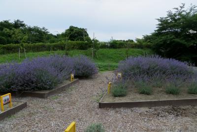 2015梅雨、尾張の紫陽花：荒子川公園（4/5)：ラベンダー、コスモス、白蝶草、山桃、雀