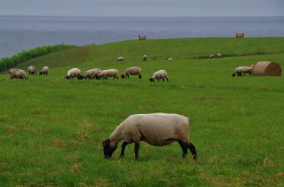 北海道旅2015夏＜その３＞～森とサフォークの島、焼尻島編